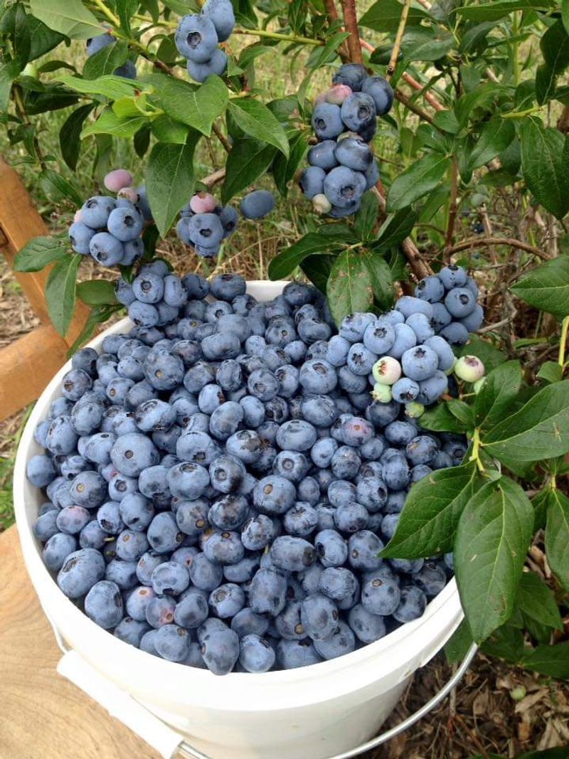 Northridge Blueberries, Conneaut Northridge Blueberries, Conneaut