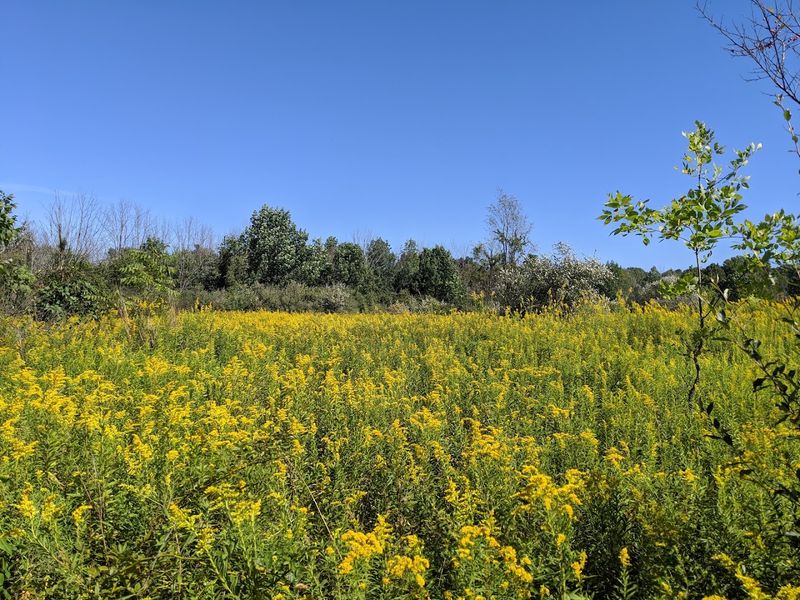 Why Pinhook Bog Earns a Longer Look Why Pinhook Bog Earns a Longer Look