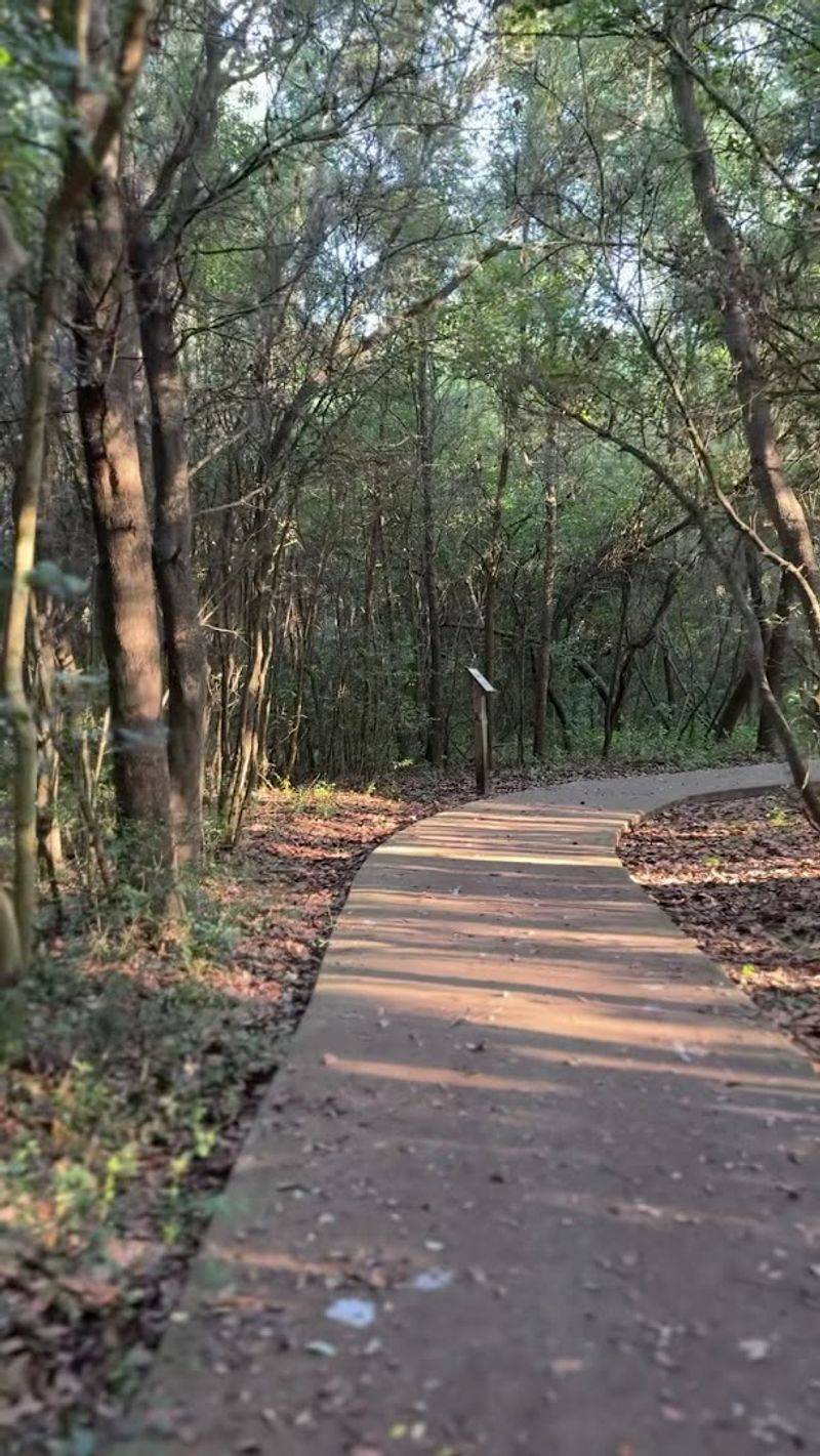 Oak Forest Trails That Offer Serious Shade Oak Forest Trails That Offer Serious Shade