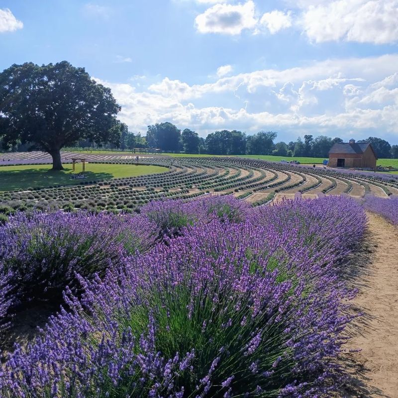 Ocimeae Lavender Farm Ocimeae Lavender Farm