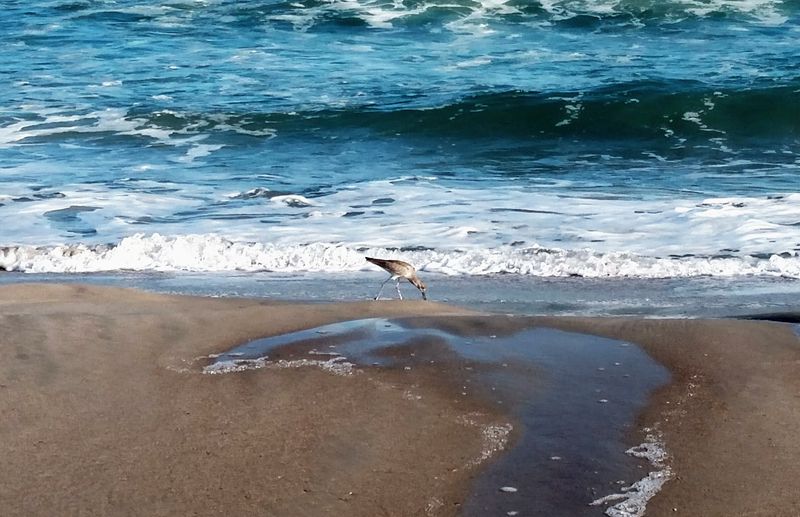 Ocracoke Beach