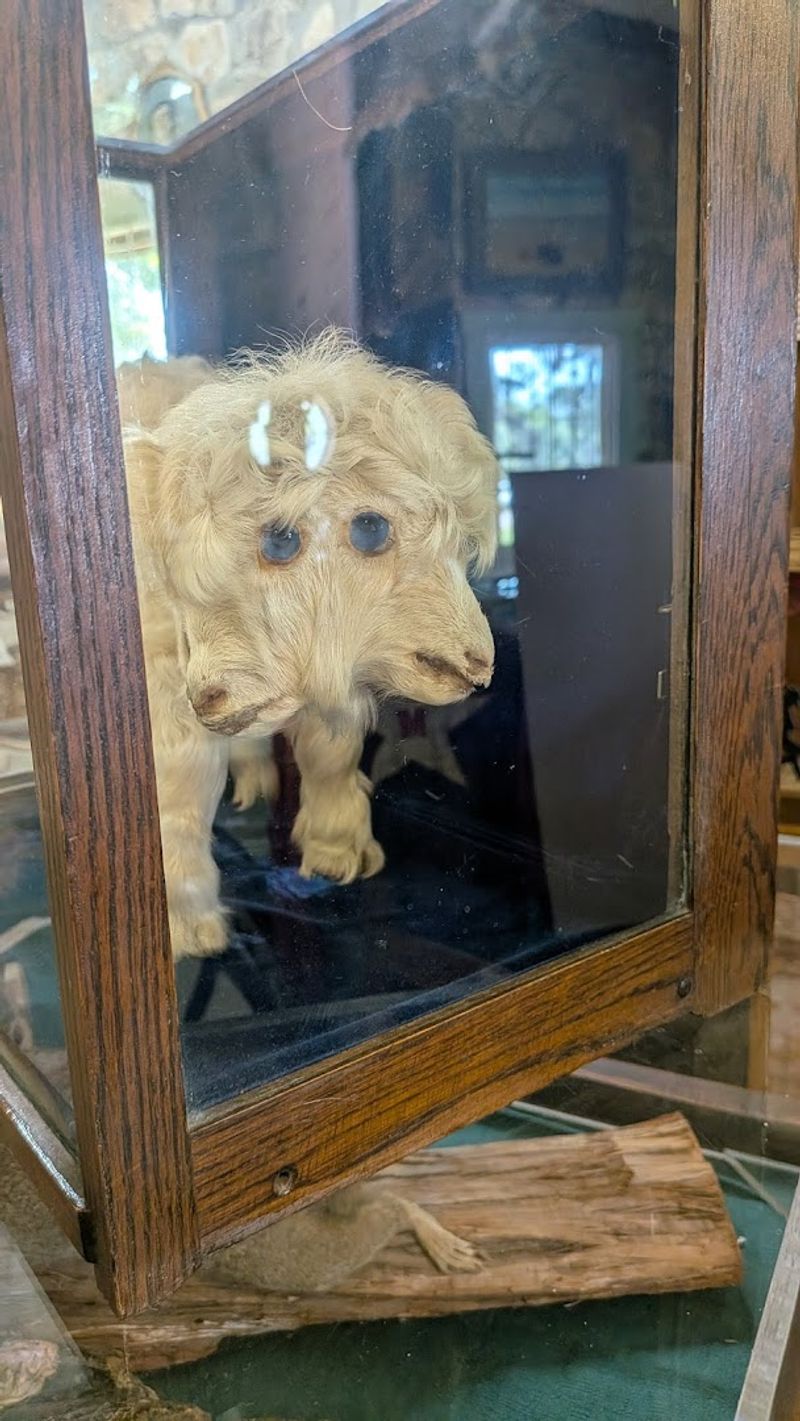 Oddities Cabinet Featuring Taxidermy Rarities and Curiosities