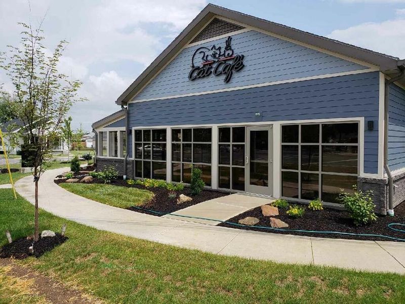 Cat Cafe – Kokomo Humane Society (Kokomo)