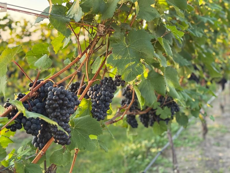 Old Mission Peninsula Wine Trail