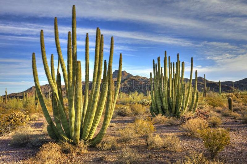 Organ Pipe Cactus National Monument Organ Pipe Cactus National Monument