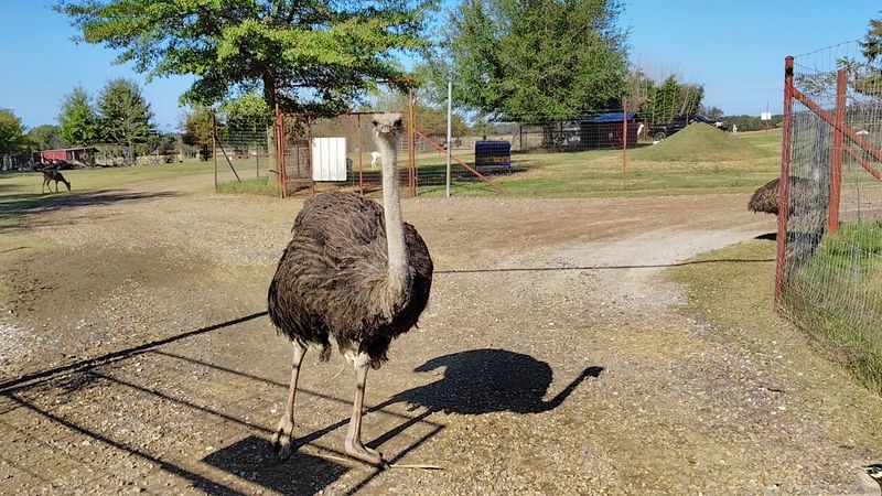 Ostrich Interactive Areas