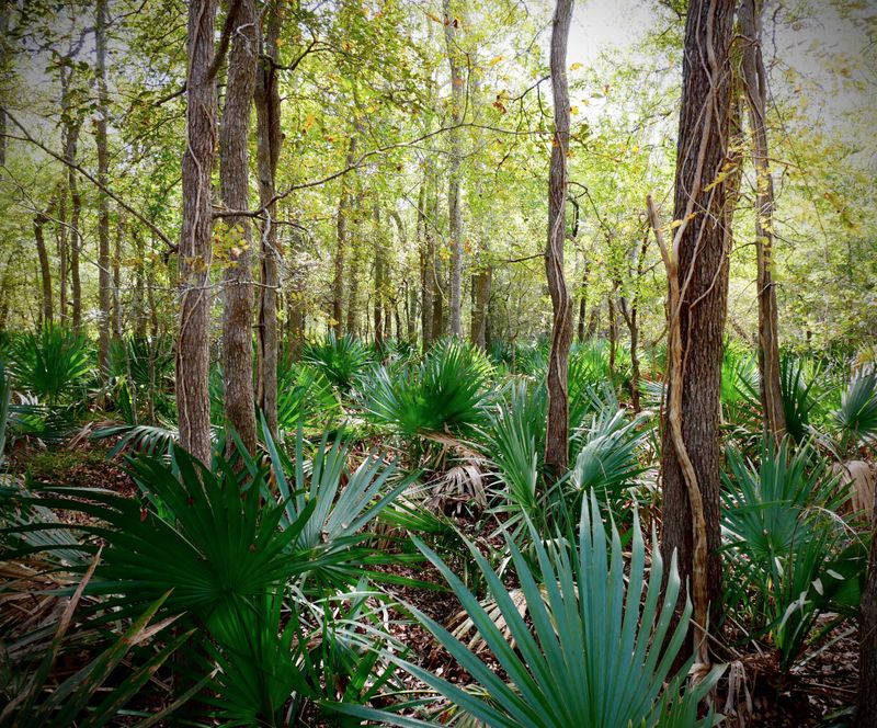 Ottine Swamp Trail: A Different Texas