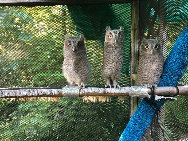 Owl Ridge Raptor Center — Washburn