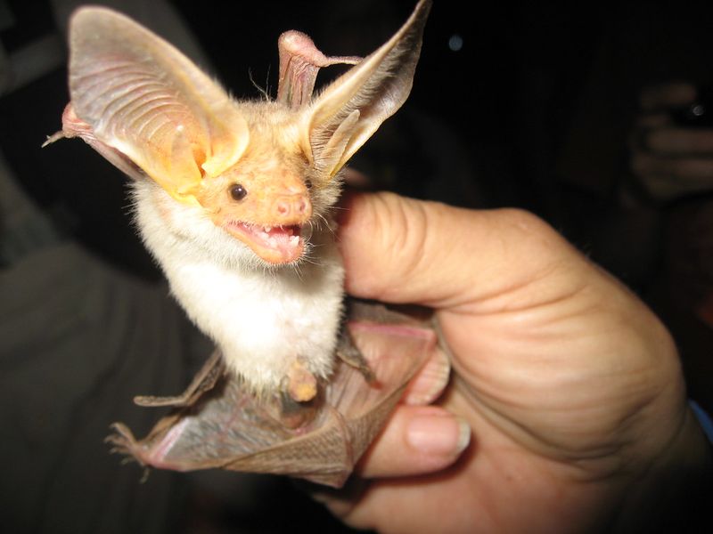 Pallid Bat Pallid Bat
