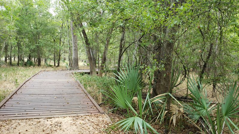 Palmetto Interpretive Trail: Plants Up Close