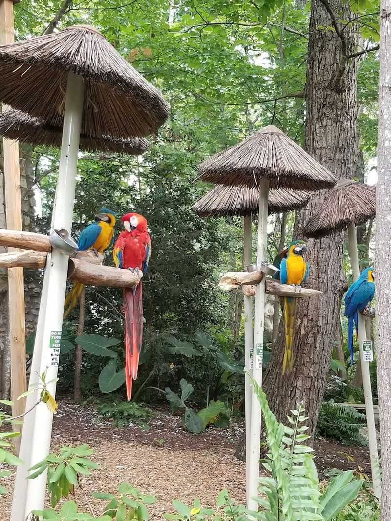 Parrot Mountain's Café & Garden Dining Area — Pigeon Forge Parrot Mountain's Café & Garden Dining Area — Pigeon Forge