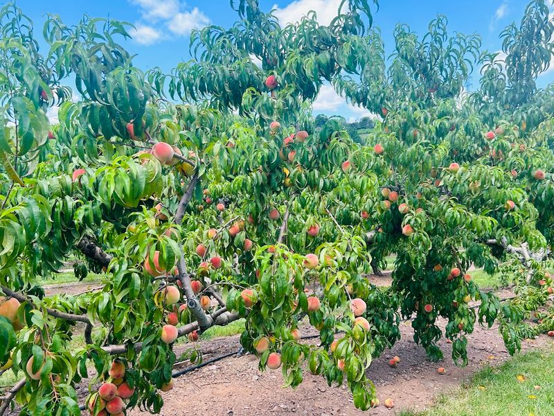 Peach Season Brings the Farm’s Juiciest Reward