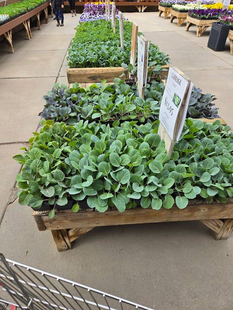 Perennials Worth Coming Back For Every Season Perennials Worth Coming Back For Every Season