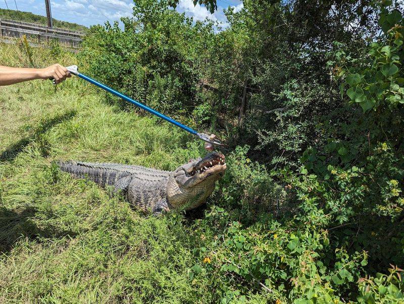 Photo Ops with Baby Alligators You Won't Forget Photo Ops with Baby Alligators You Won't Forget
