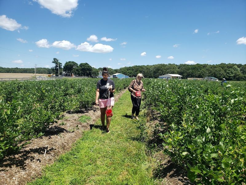 Pick Your Own Blueberries and Make a Summer Memory Pick Your Own Blueberries and Make a Summer Memory