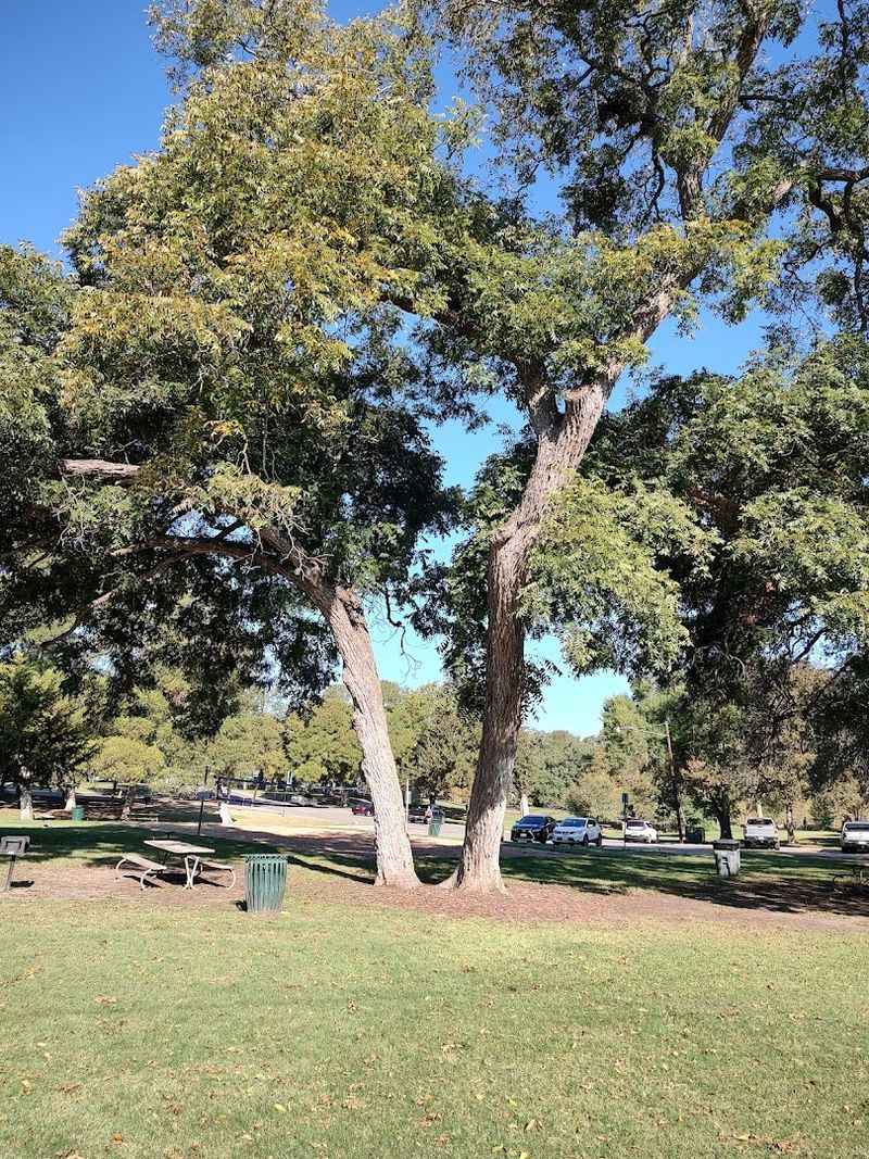 Picnic Perfection Under Ancient Oaks