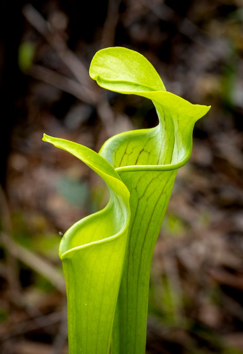 Pitcher Plants That Actually Eat Insects
