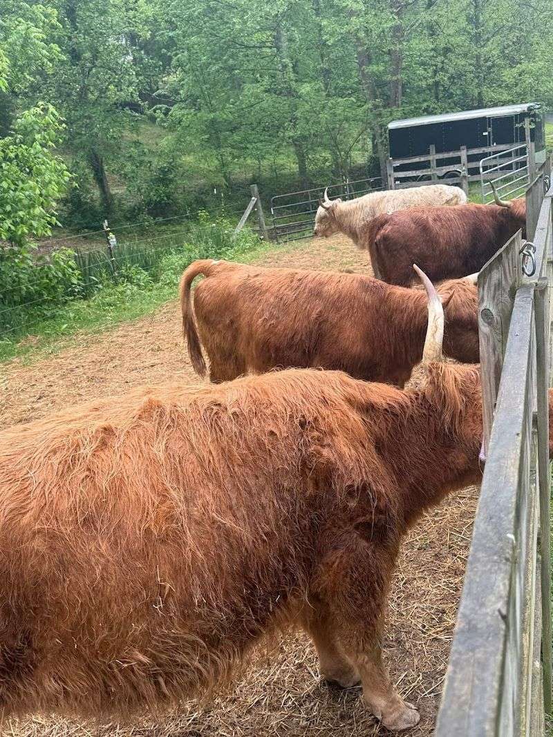 Plan Your Visit to God's Country Ranch in Tennessee
