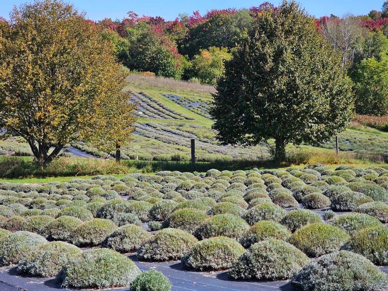 Planning Your Father's Day Visit to Lavender Hill Farm Planning Your Father's Day Visit to Lavender Hill Farm