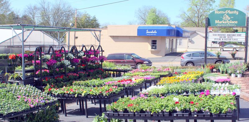 Plants That Actually Survive Tennessee Weather