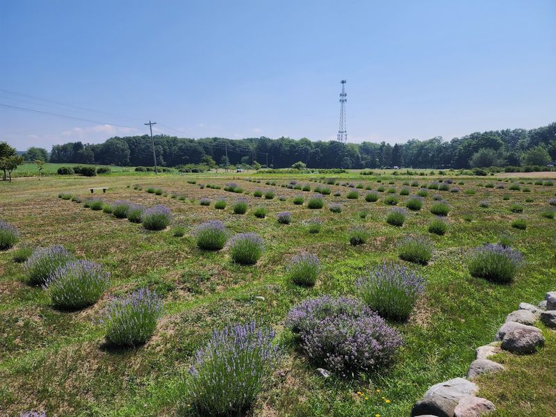 Pollinators, Scents, and the Living Ecosystem Inside the Garden Pollinators, Scents, and the Living Ecosystem Inside the Garden