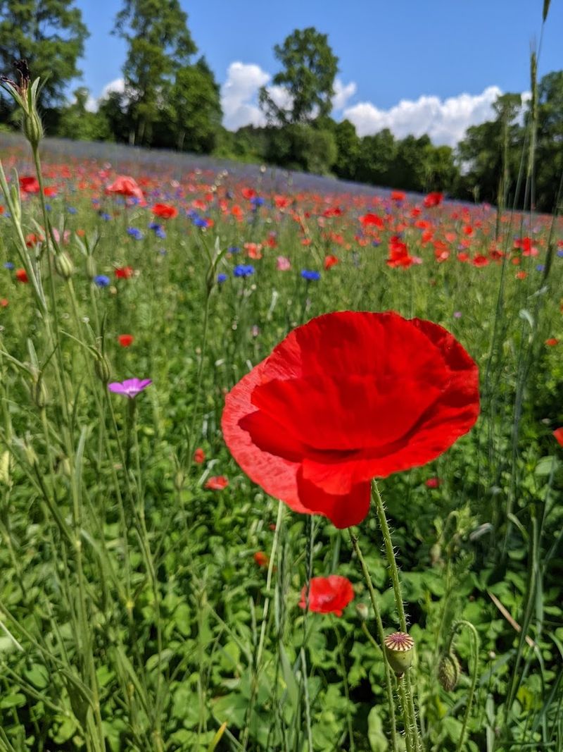Poppy Season: When to Visit for Peak Color