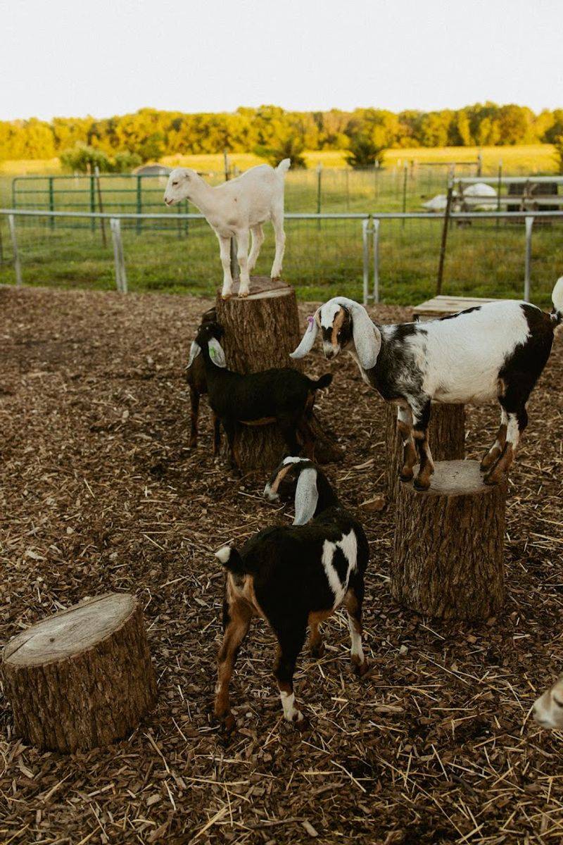 Prairie Fruits Farm & Creamery – Champaign Prairie Fruits Farm & Creamery – Champaign