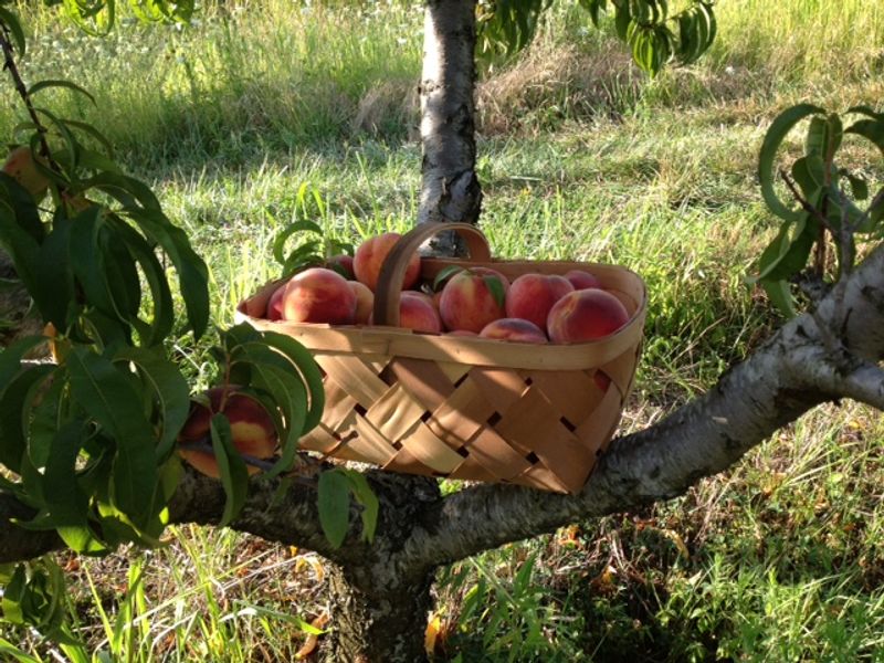 Pratts Orchard — Lebanon Pratts Orchard — Lebanon