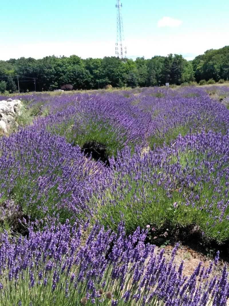 Purple Rows and the First Glimpse of the Lavender Field Purple Rows and the First Glimpse of the Lavender Field