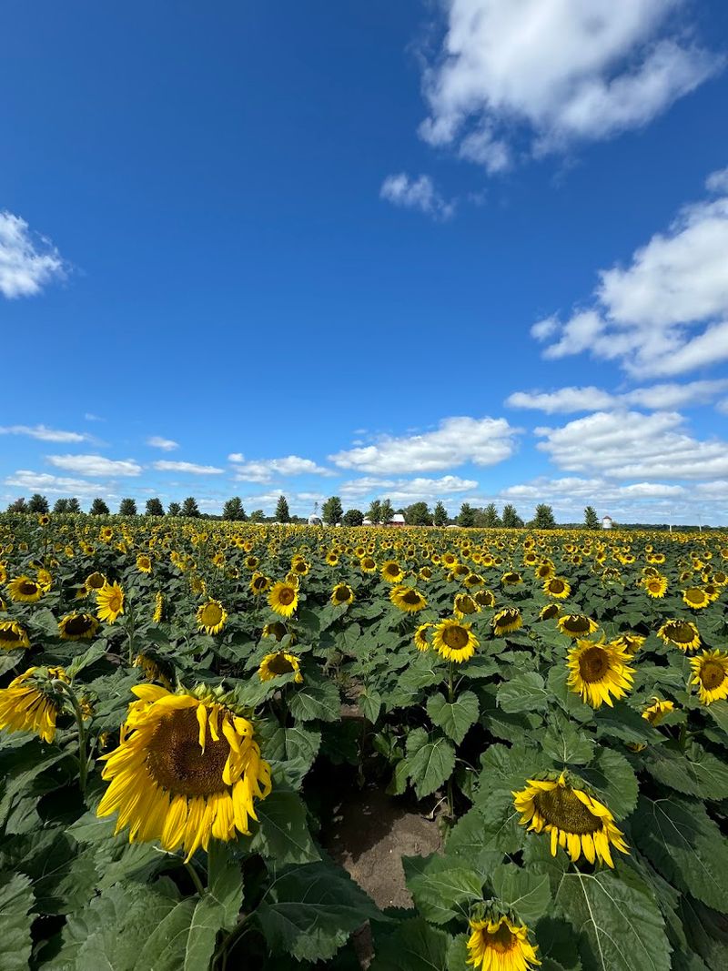 Richardson Adventure Farm (Spring Grove)
