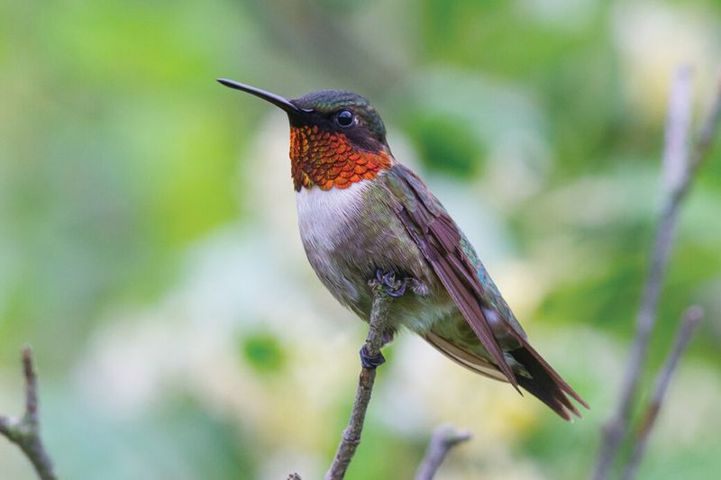 Where the Hummingbird Action Gets Real Where the Hummingbird Action Gets Real