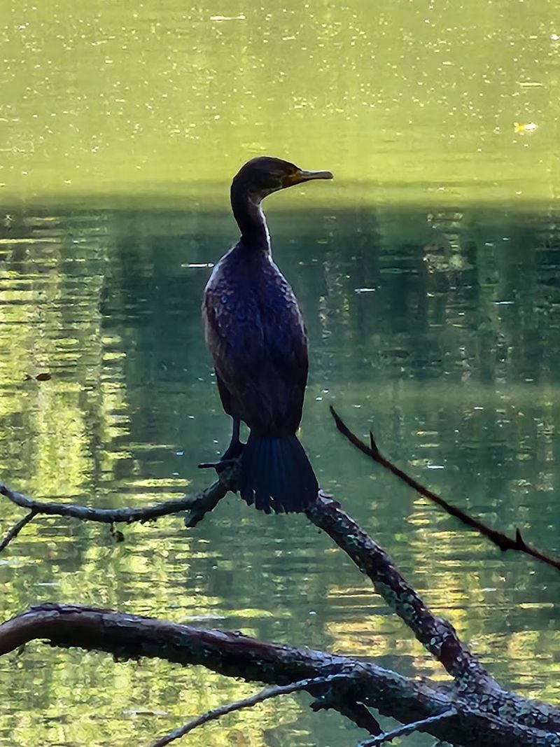 Radnor Lake State Park — Nashville Radnor Lake State Park — Nashville