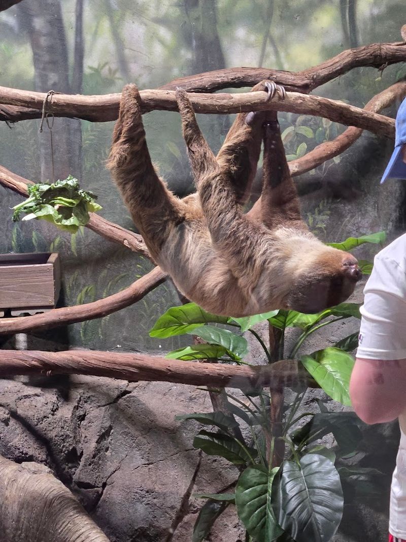 Rainforest Adventures Discovery Zoo — Sevierville Rainforest Adventures Discovery Zoo — Sevierville