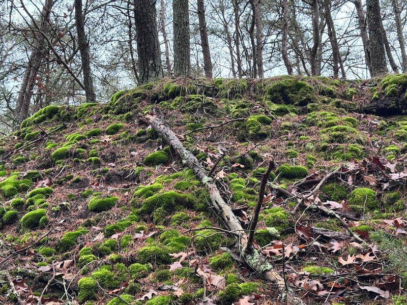 Rare plants and wildlife that thrive in this protected landscape Rare plants and wildlife that thrive in this protected landscape