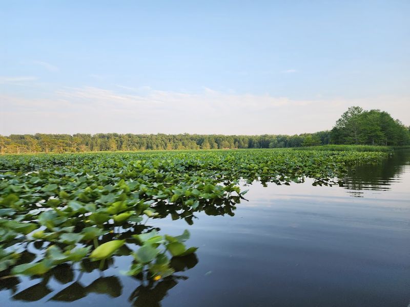 Reelfoot Lake State Park — Tiptonville