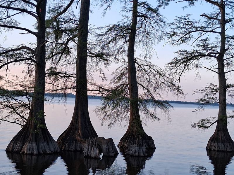 Reelfoot Lake Reelfoot Lake