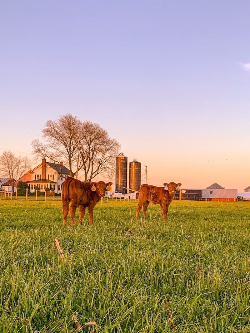Regenerative Practices Are Part of the Flavor