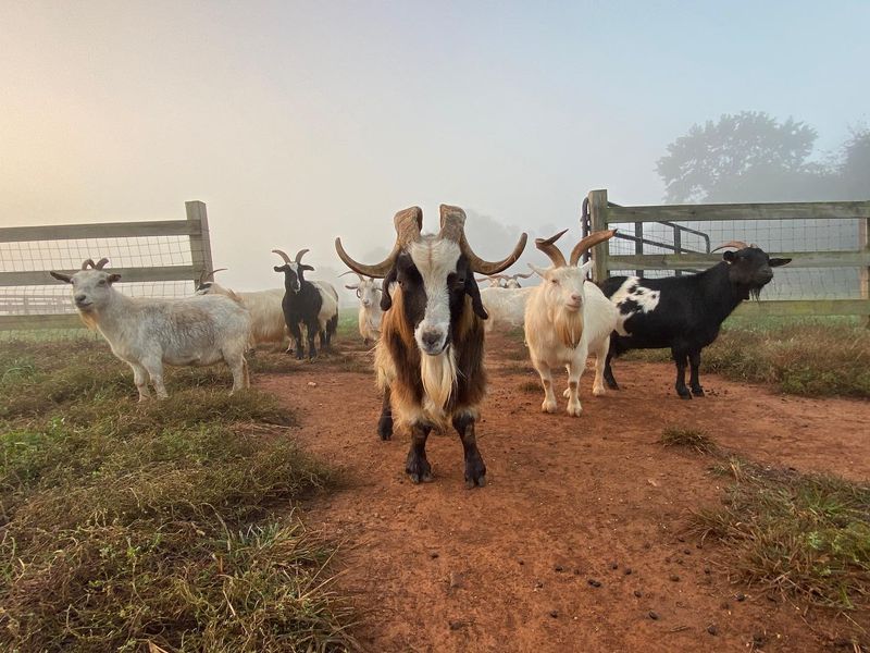 Rescue Ranch