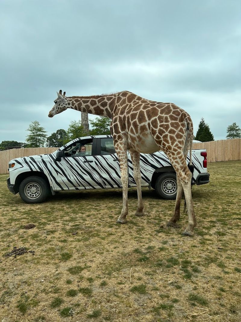 Ride coasters and explore Wild Safari at Six Flags Great Adventure