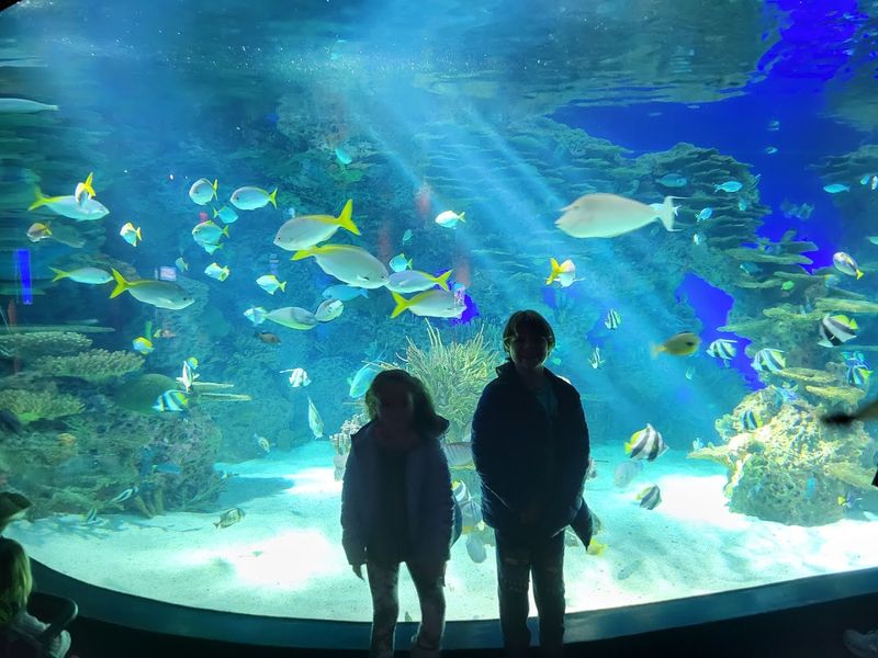 Ripley's Aquarium of the Smokies — Gatlinburg