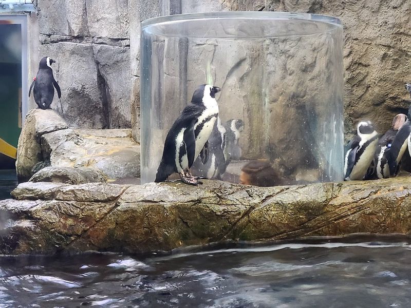 Ripley's Aquarium of the Smokies — Gatlinburg Ripley's Aquarium of the Smokies — Gatlinburg