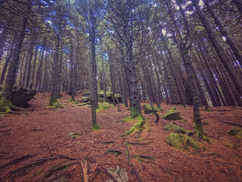 Roan Mountain State Park — Roan Mountain Roan Mountain State Park — Roan Mountain