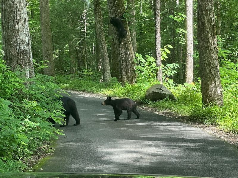 Roaring Fork Motor Nature Trail — Gatlinburg Roaring Fork Motor Nature Trail — Gatlinburg