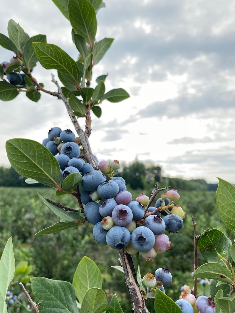 Rows Of Ripe Blueberries Stretching As Far As You Can See