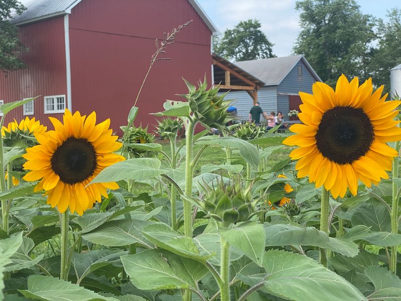 The Wildflower Farm (Monee)
