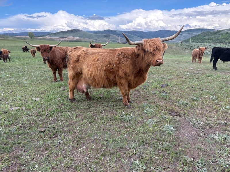 Sisu Farms (Longmont)