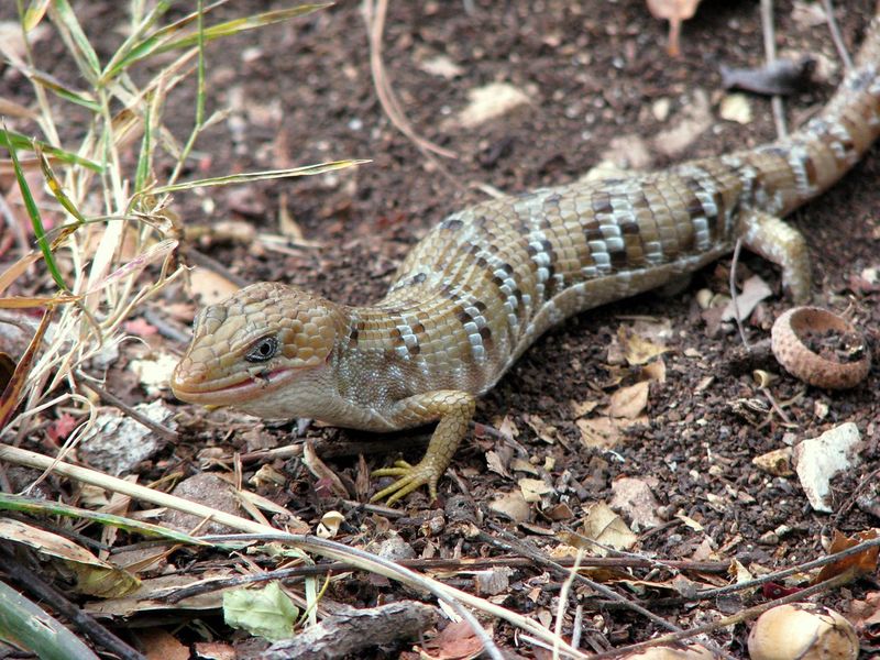 These 9 Weird Texas Animals Are Real — and Some Might Be Living Right in Your Backyard