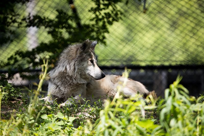 Saginaw Children's Zoo — Saginaw