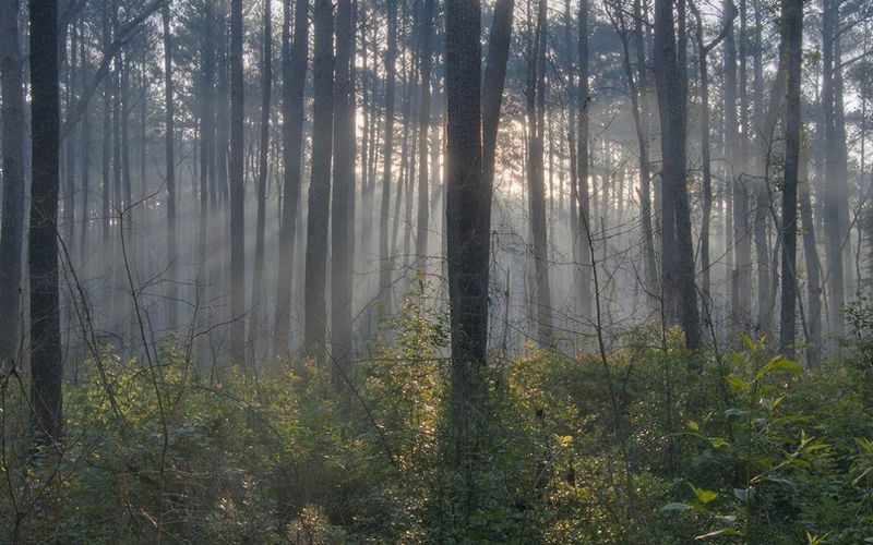 Sam Houston National Forest (New Waverly)