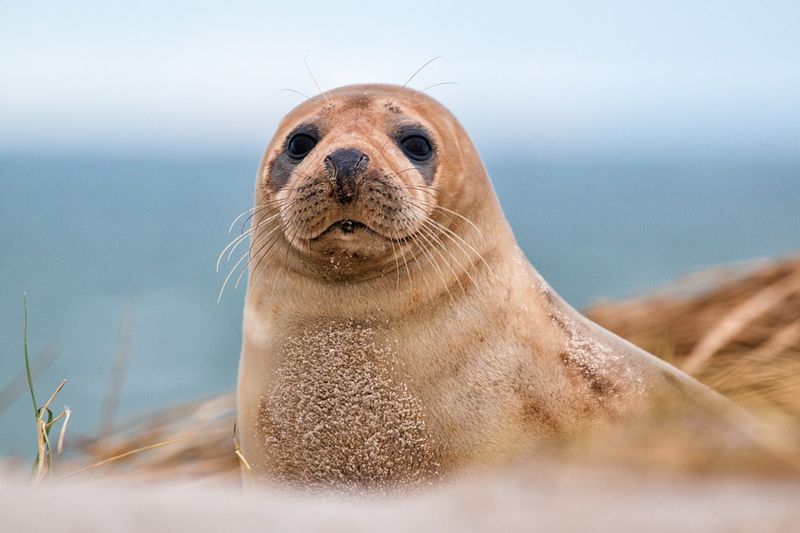 Save Coastal Wildlife Save Coastal Wildlife